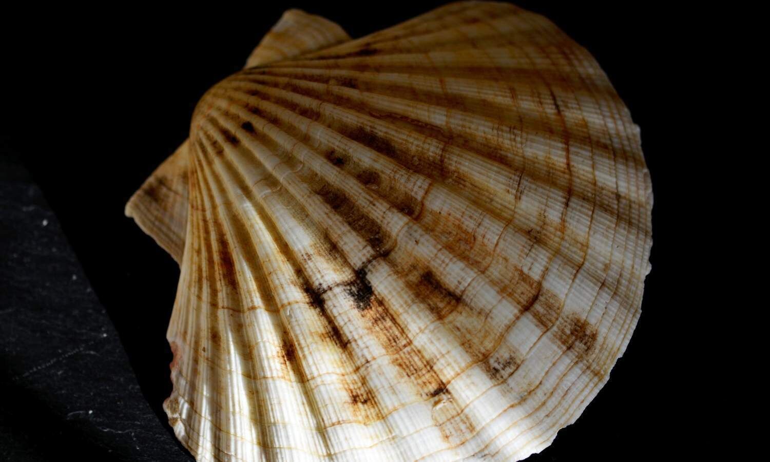 Article : Poisson.... de Compostelle