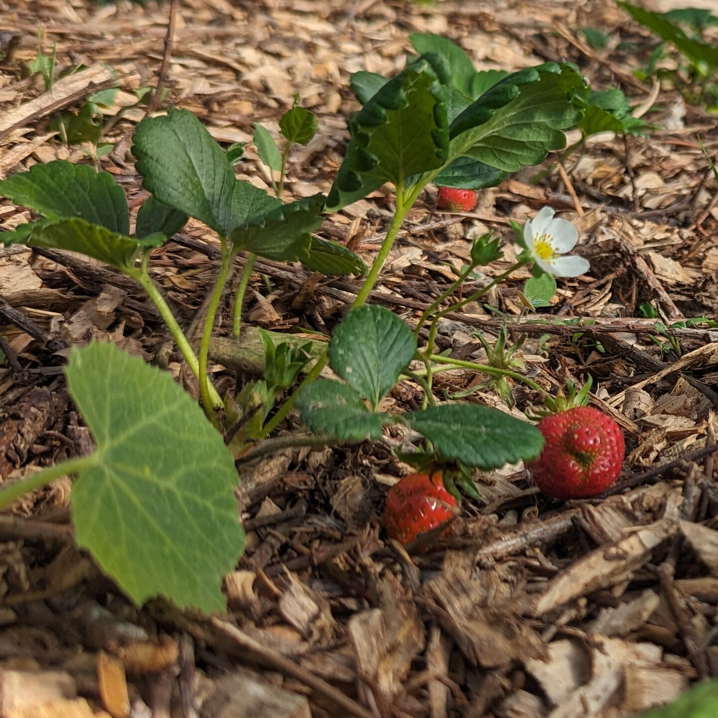 Vues de Couette et Tartinettes - Gîte / Gîte d'étape - Bretagne-d'Armagnac