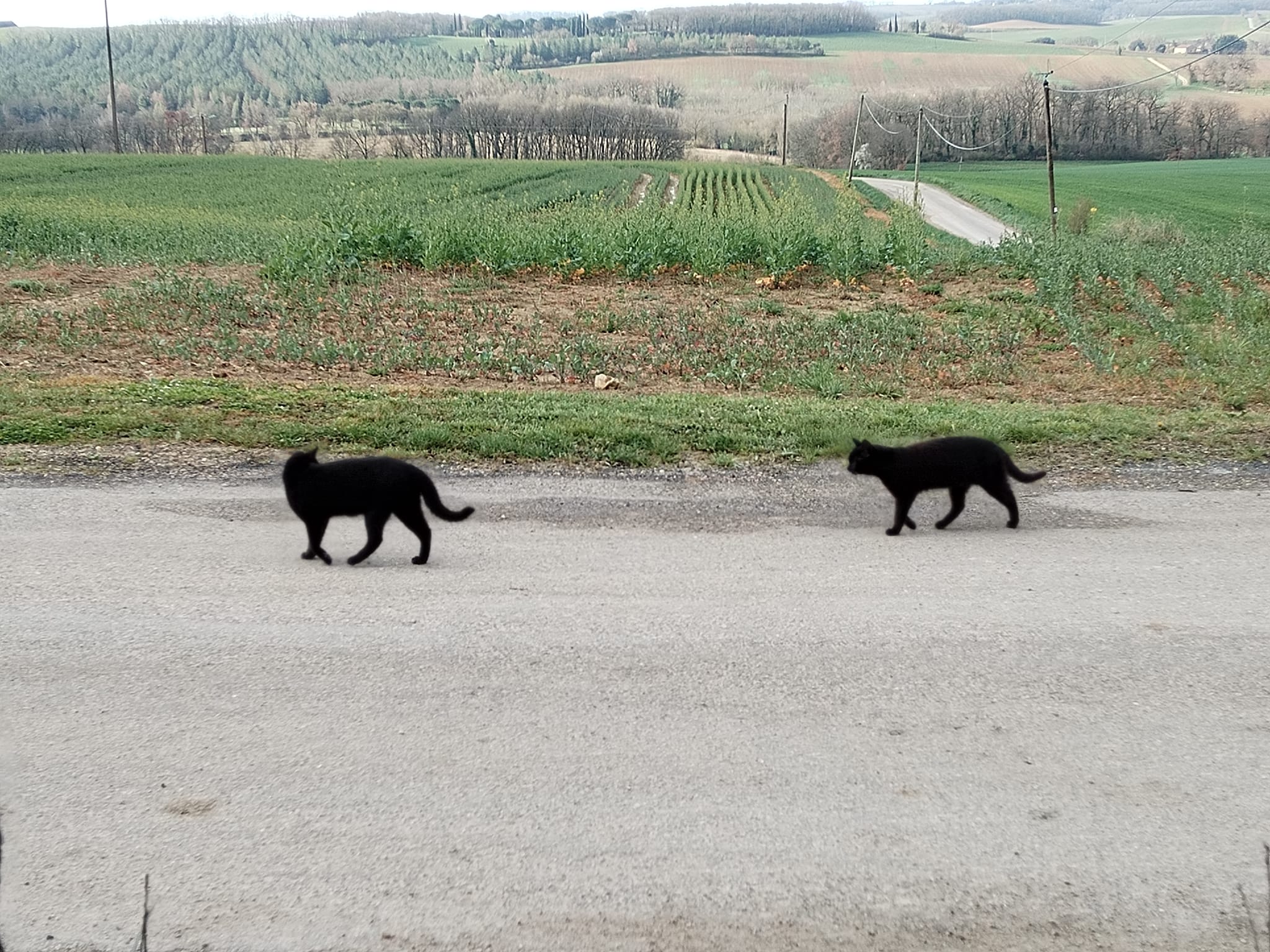 Photos de La fameuse terre amoureuse du Gers 