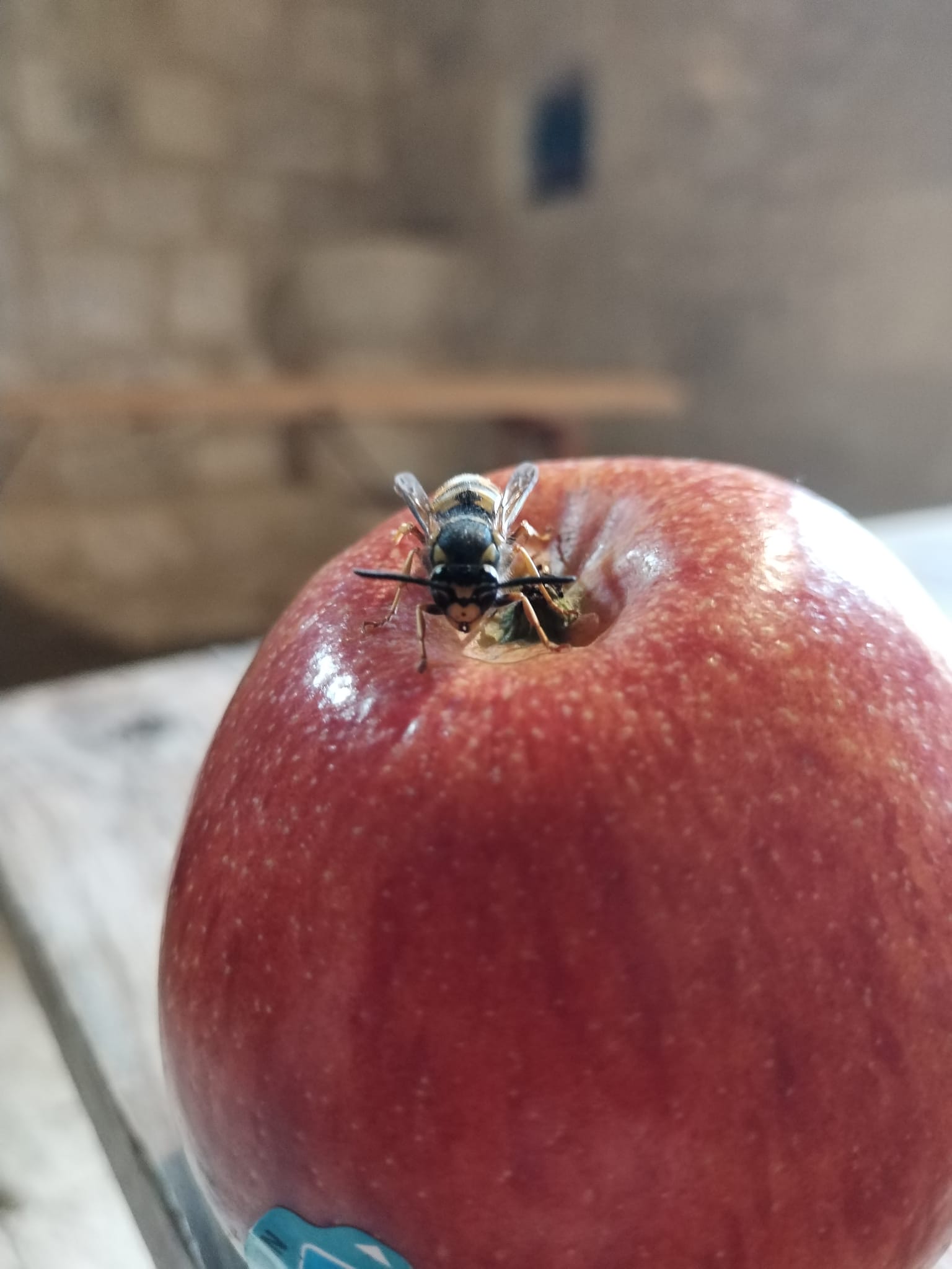 Photos de La fameuse terre amoureuse du Gers 